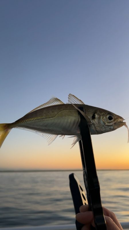 デイアジング♪