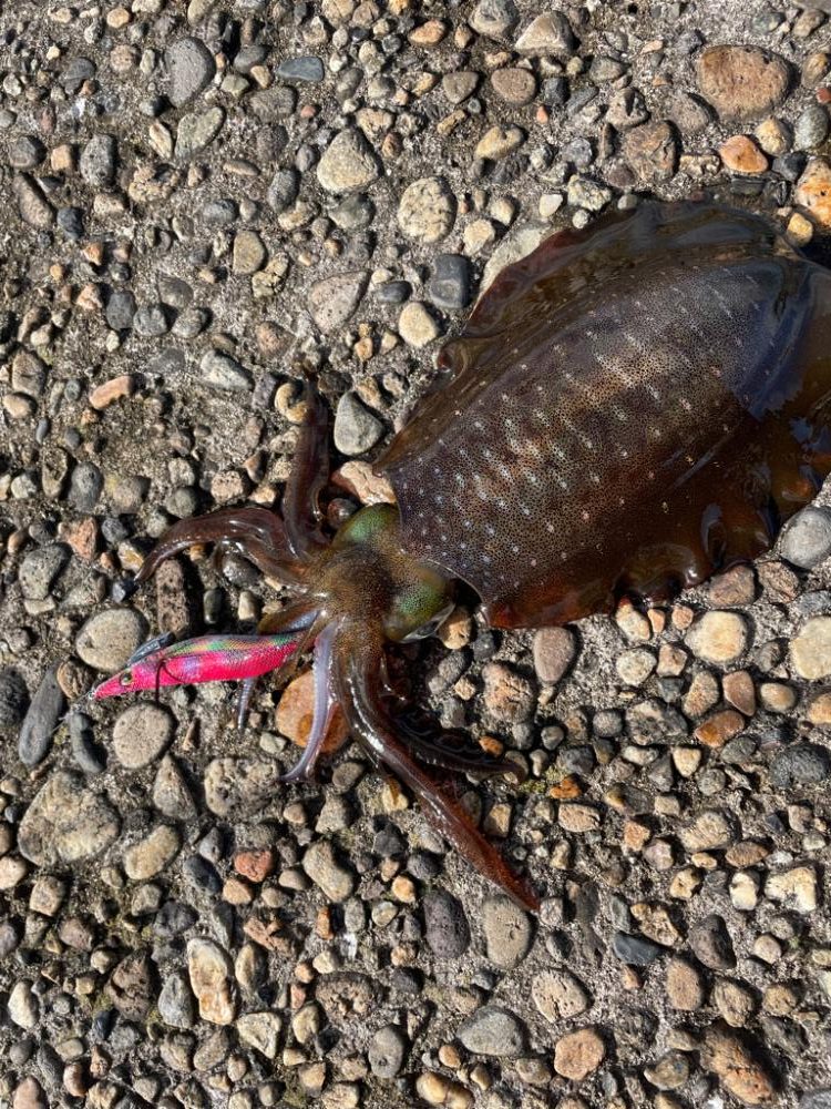 久々のアオリイカ(139杯目)