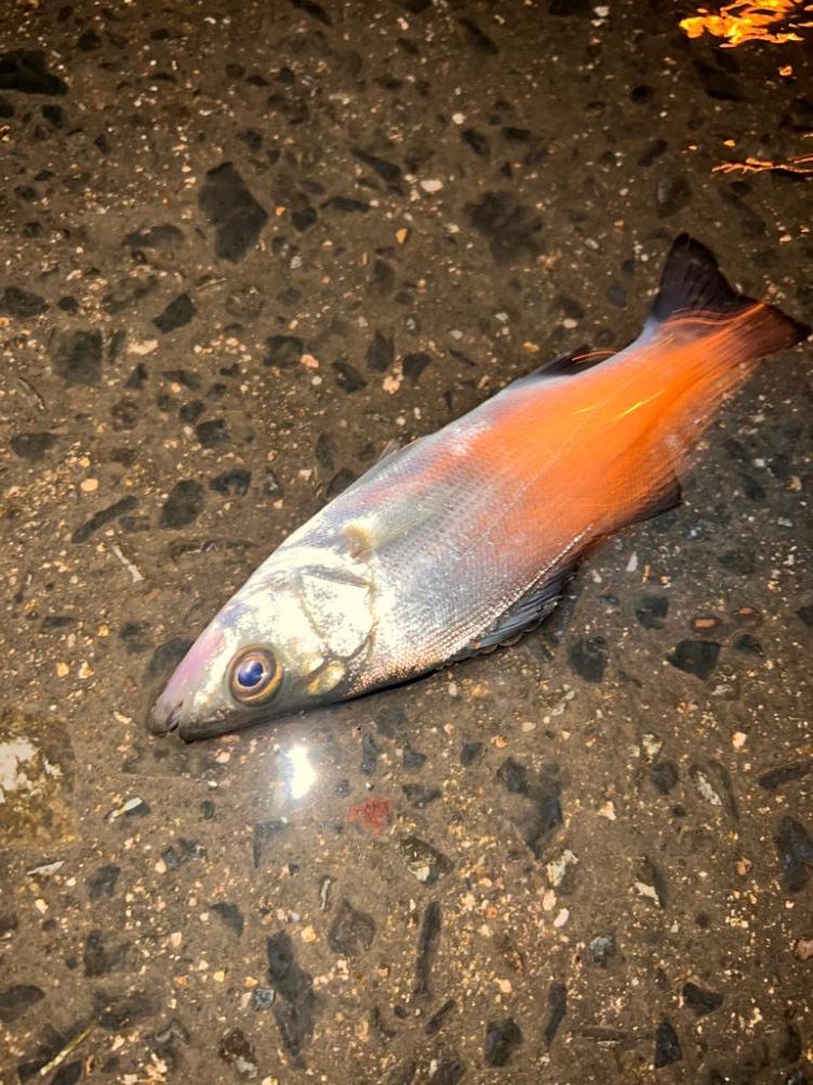 セイゴの釣り方