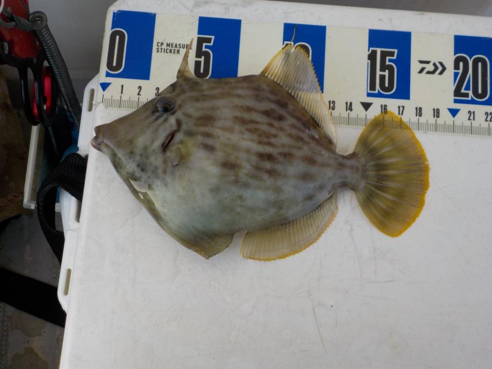 カワハギ第3戦〜大雄丸〜