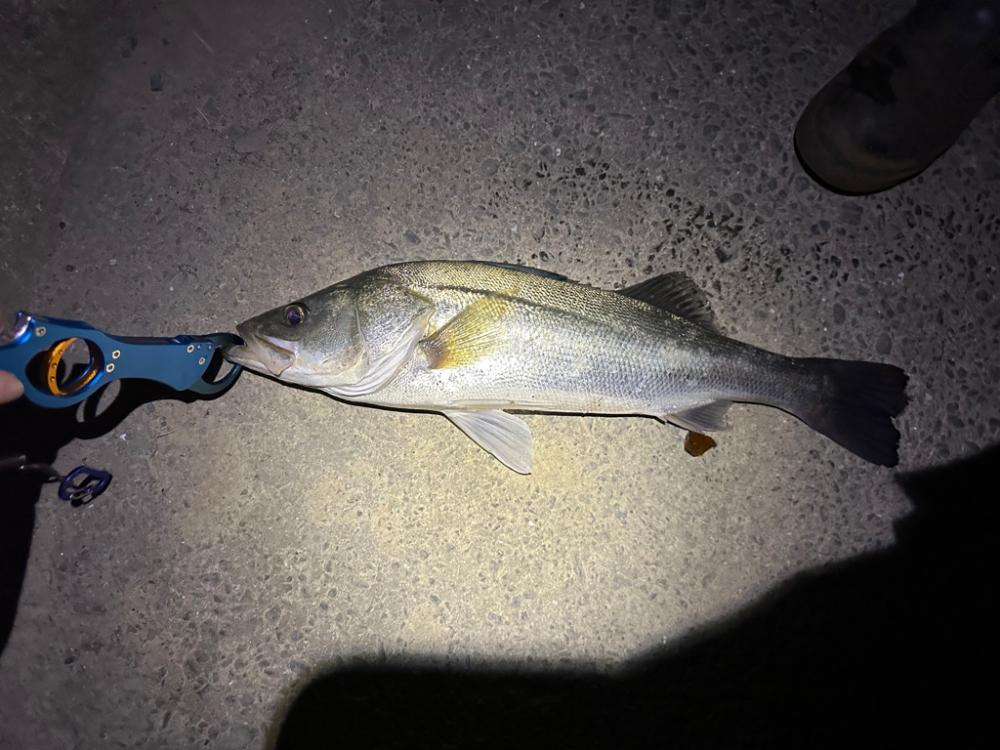 やっと釣れたぁぁあああ