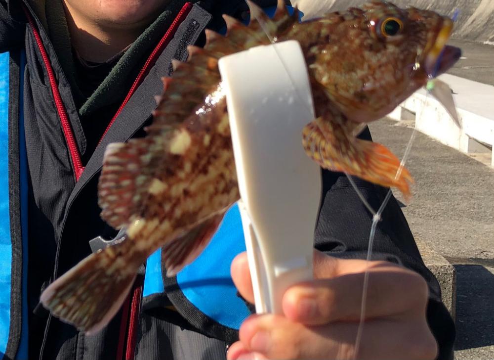 暖かい日差しでは魚も元気