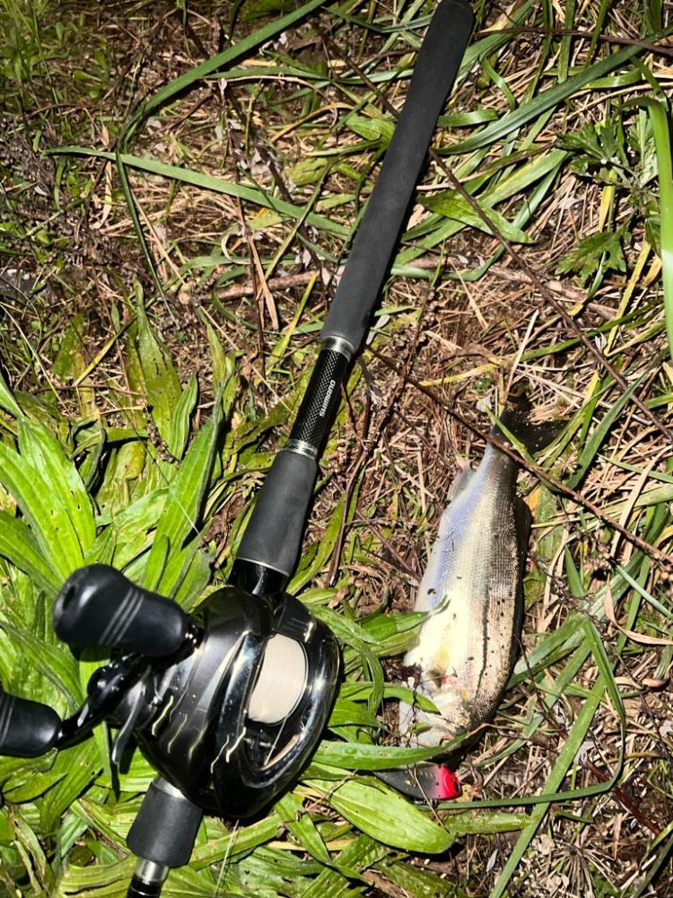 大会前にいい魚