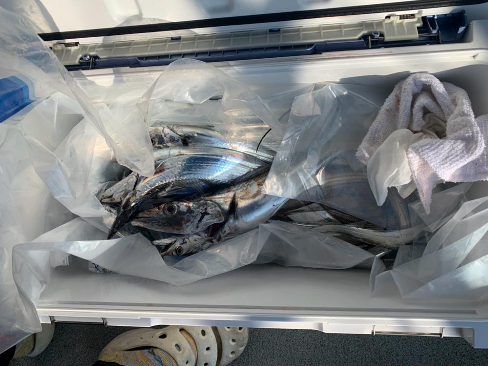 タチウオゲーム