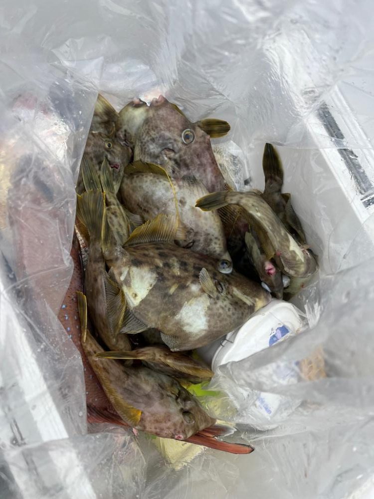 カワハギと真鯛