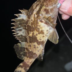 やっぱりタケノコメバル♪