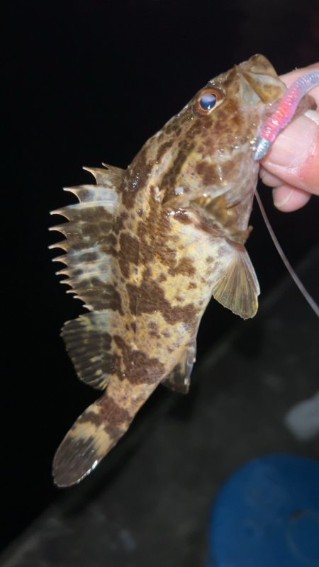 やっぱりタケノコメバル♪