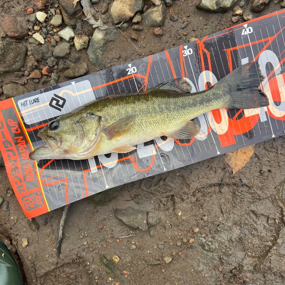 小型バイブ⚡️