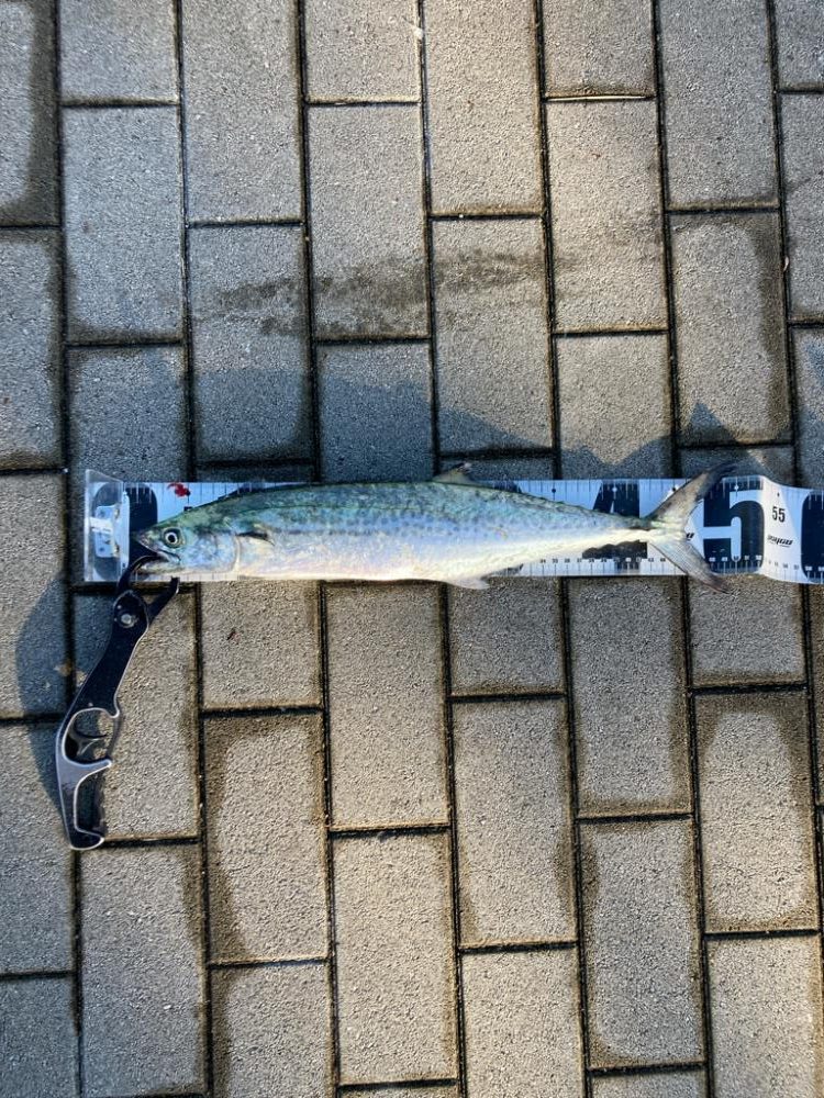 爆風明け湾奥コスモにイルカ飛来。何とか青牙1本。。。