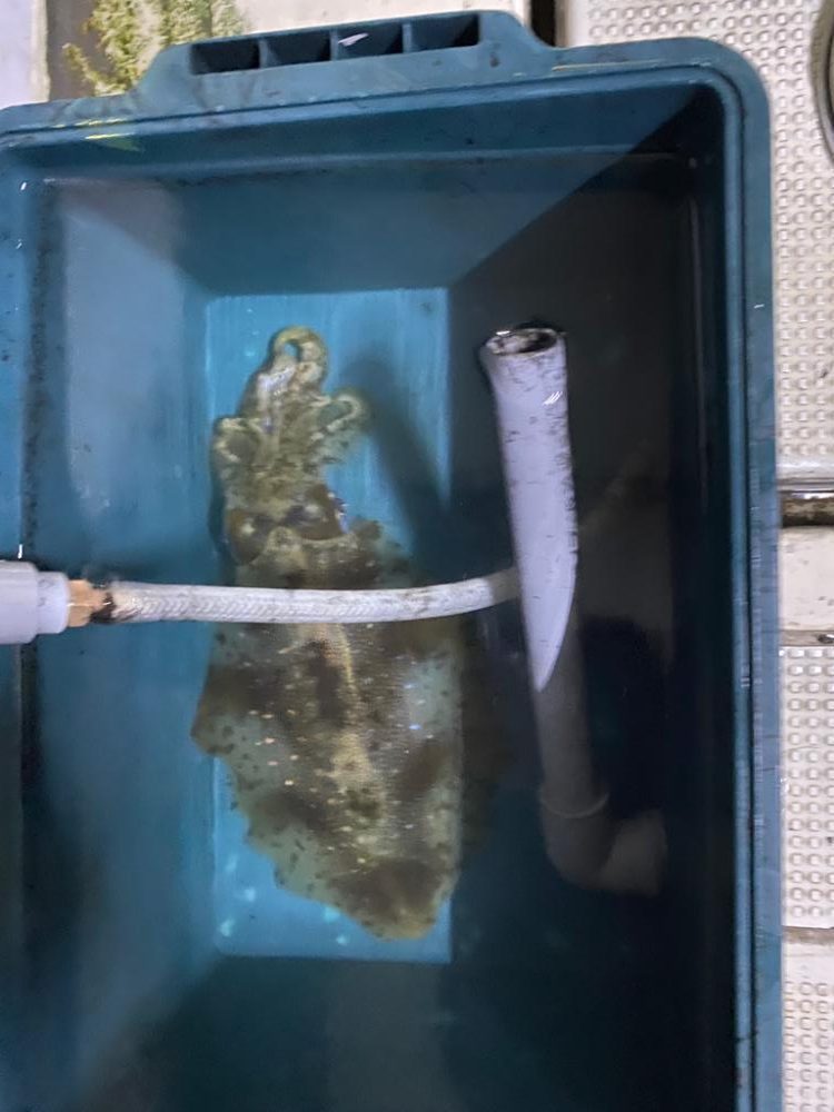 鯛からのアオリイカ