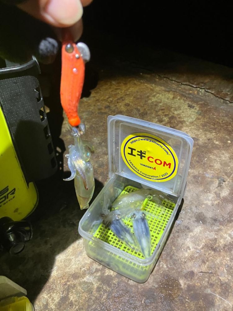 ヒイカ釣り🎣ミミイカも釣れた(^^)