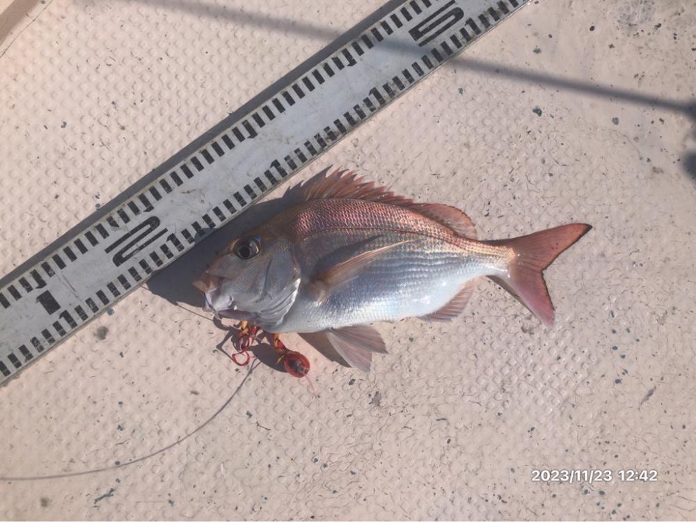 11/23 伊島沖ジギングタイラバ