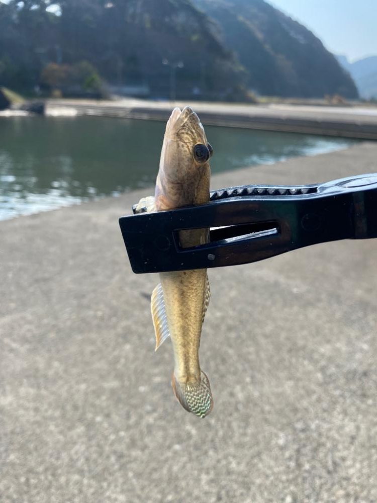 朝からノーターゲット釣行