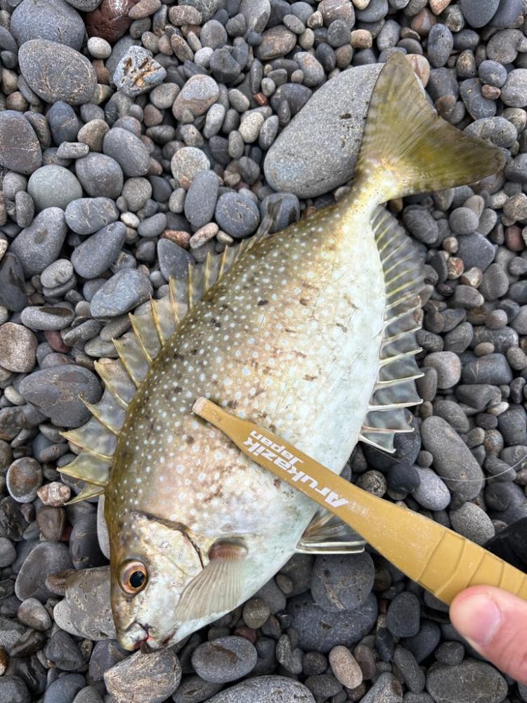 まさかのヤイト