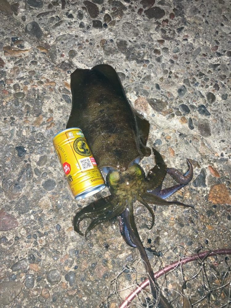 明石港 アオリイカ エギング