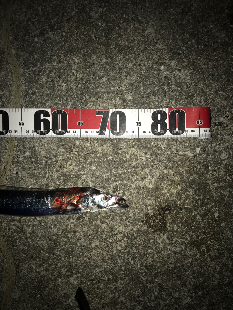 ウキでタチウオ