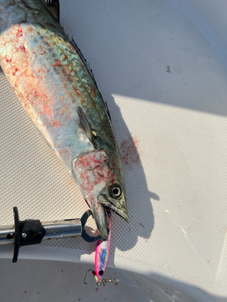 サワラ/ブレードジギング