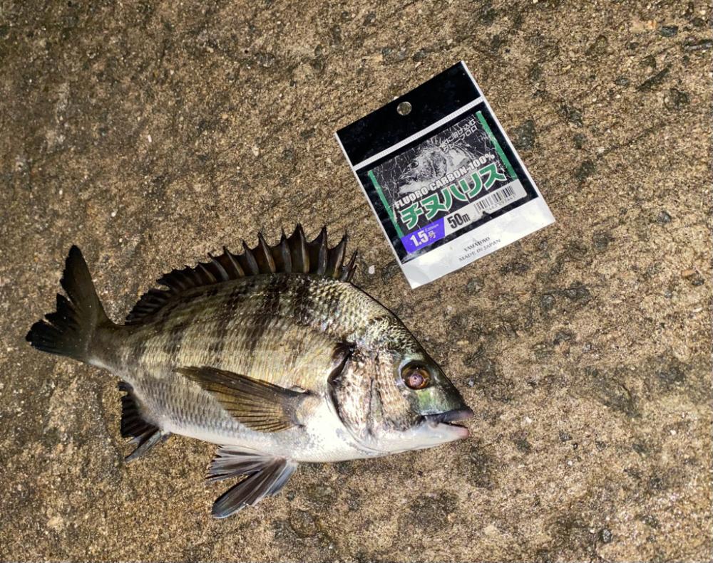 エサ取りの猛攻撃