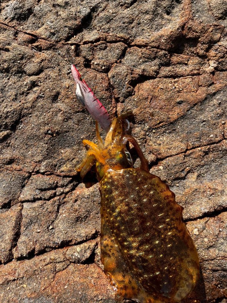 やはりデイゲーム