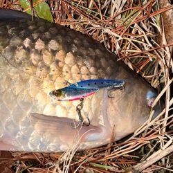 たまにはコイ釣り
