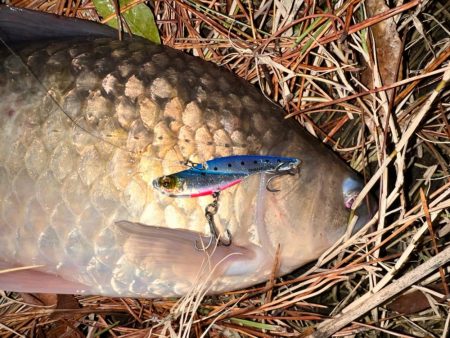 たまにはコイ釣り