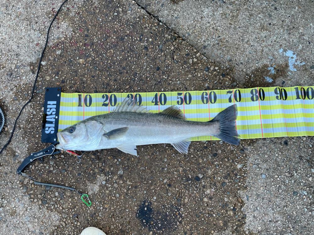 サゴシ狙いのはずが。