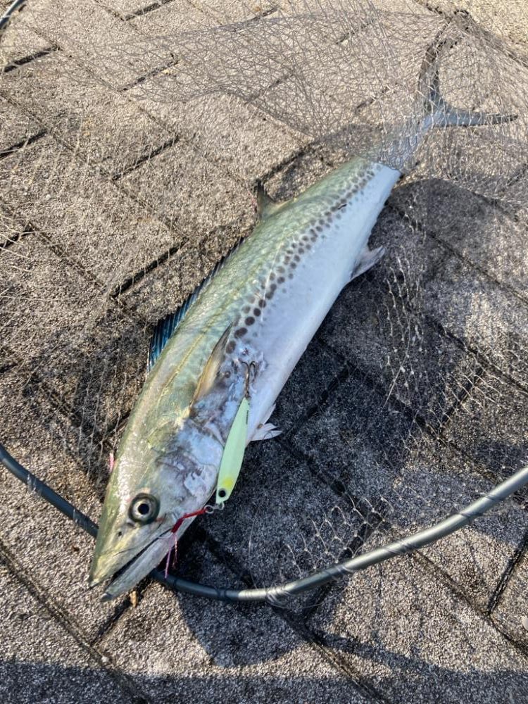 湾奥水潮。。ワンチャン青牙72cm。。。