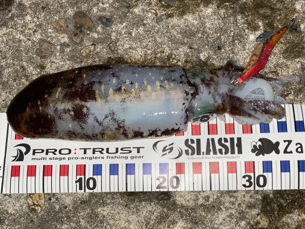 ランカーシーバス連続と良型のアオリ