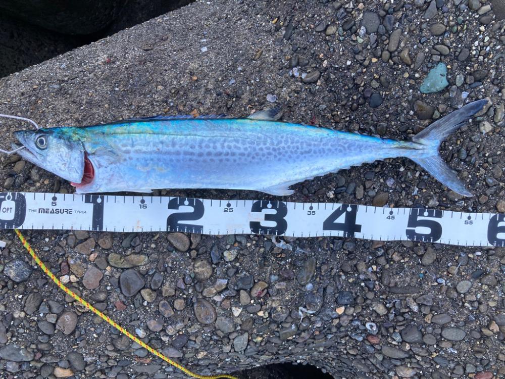 サゴシ54cm