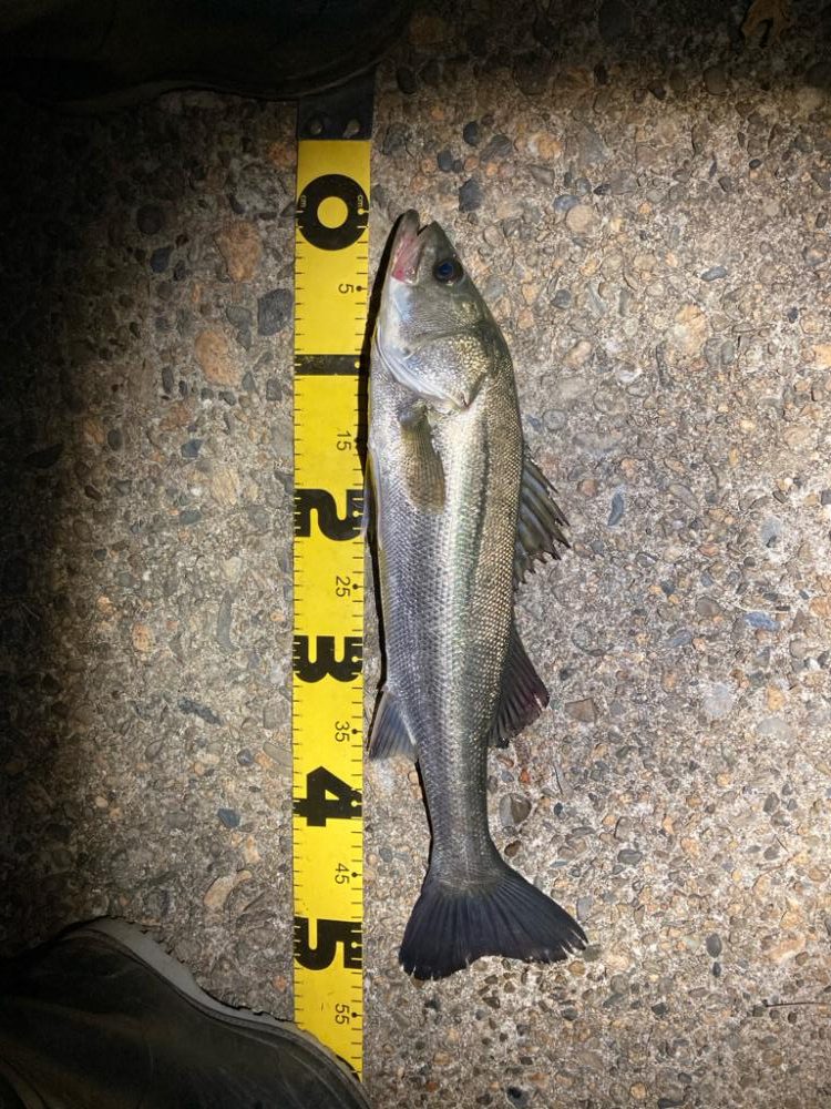 シーバスフィッシング