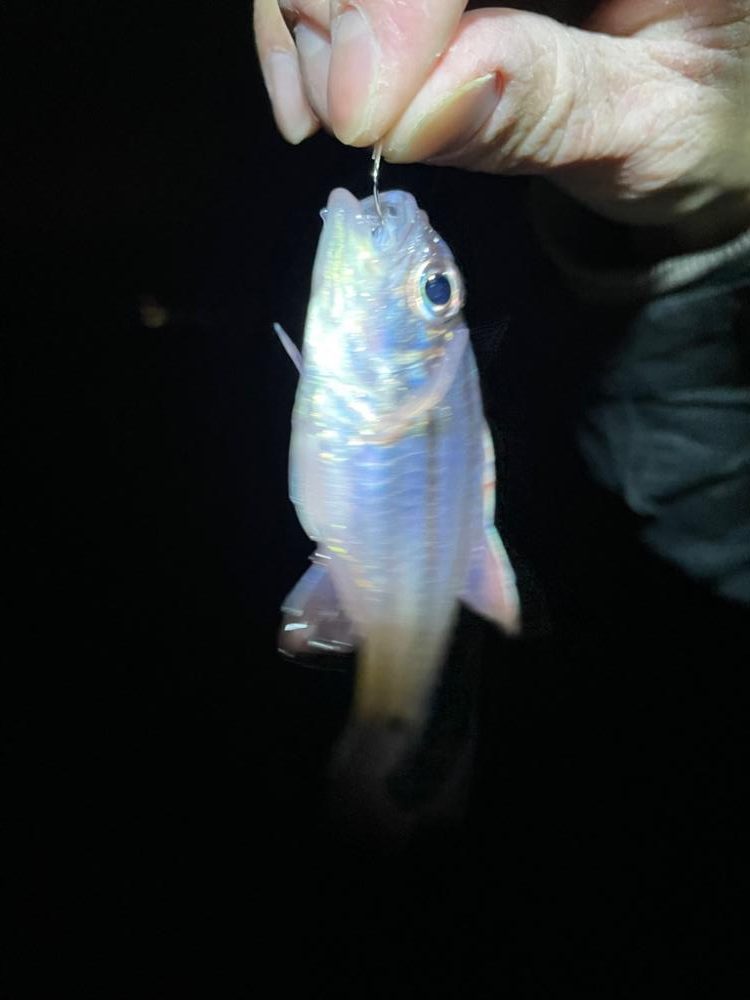 アジはサイズアップ、青物は厳しい