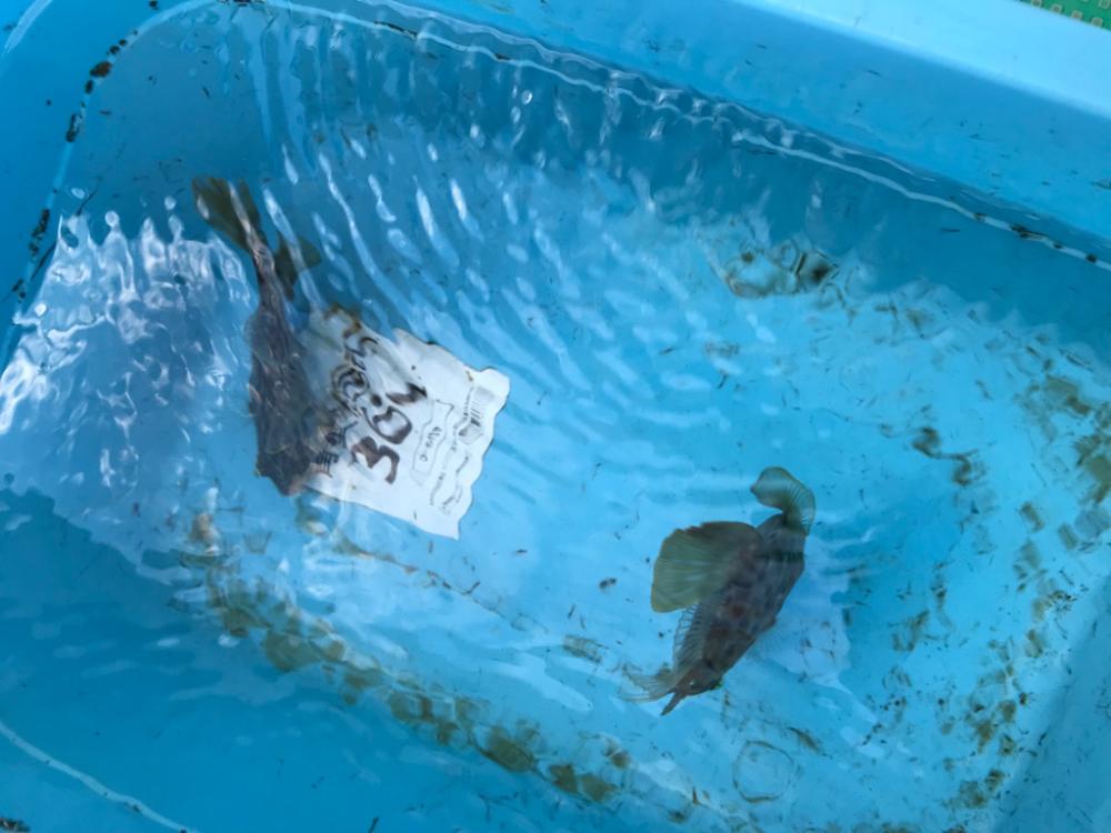 カワハギ釣り