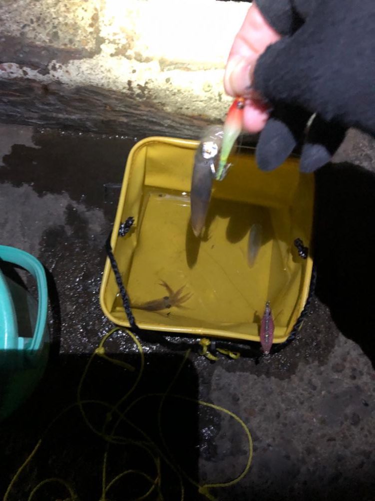 【姫路エリア】今年初のヒイカエギング