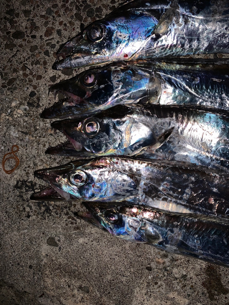 タチウオ、再々来!