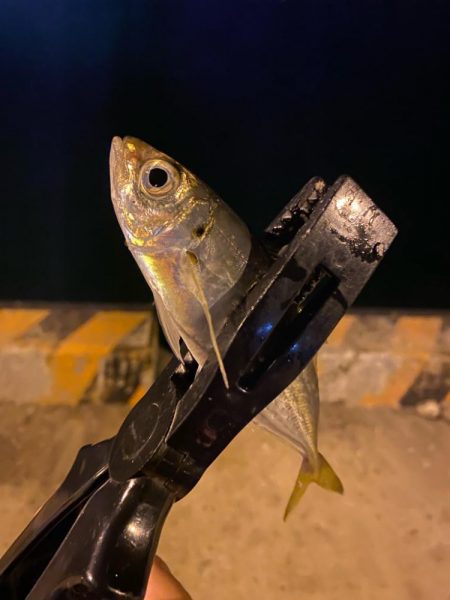 メバリング&ライトゲーム