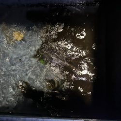 満潮潮止まりの夕まづめに