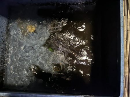 満潮潮止まりの夕まづめに