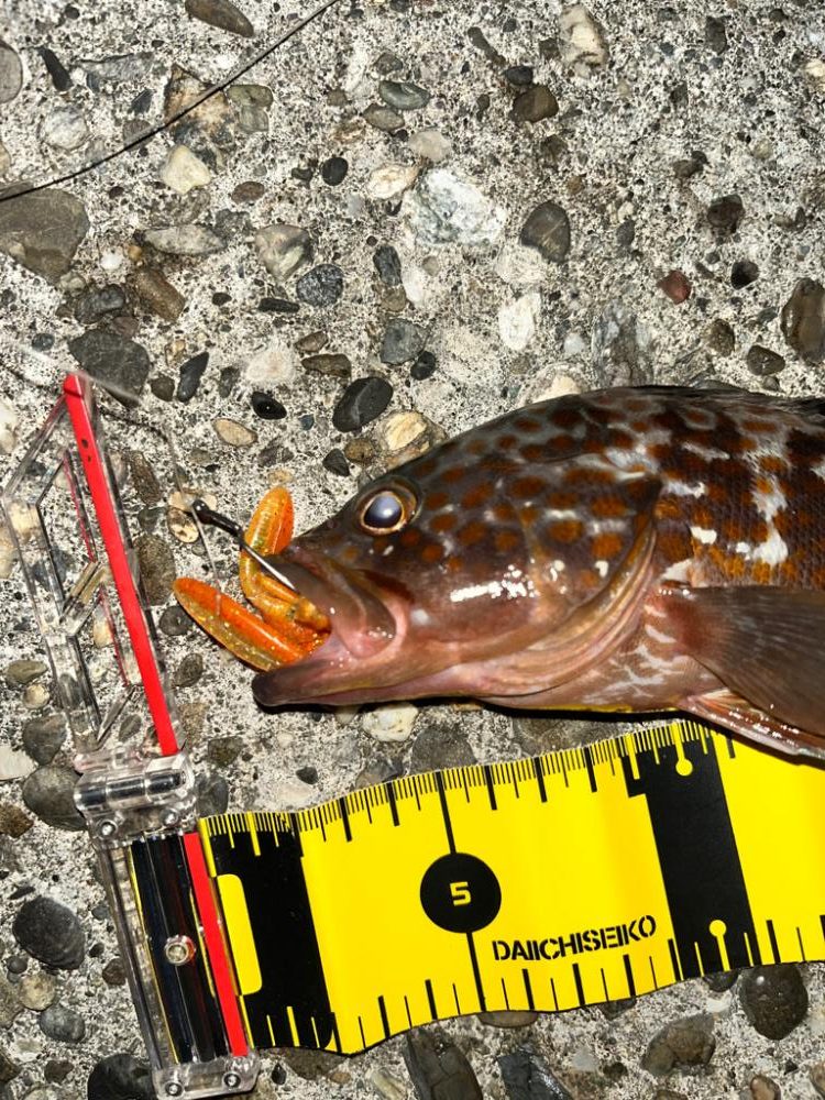 2ヶ月ぶり　アコウ