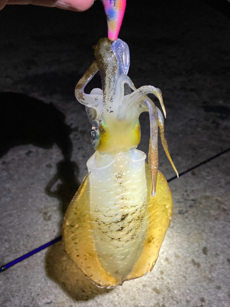 深夜のエギング