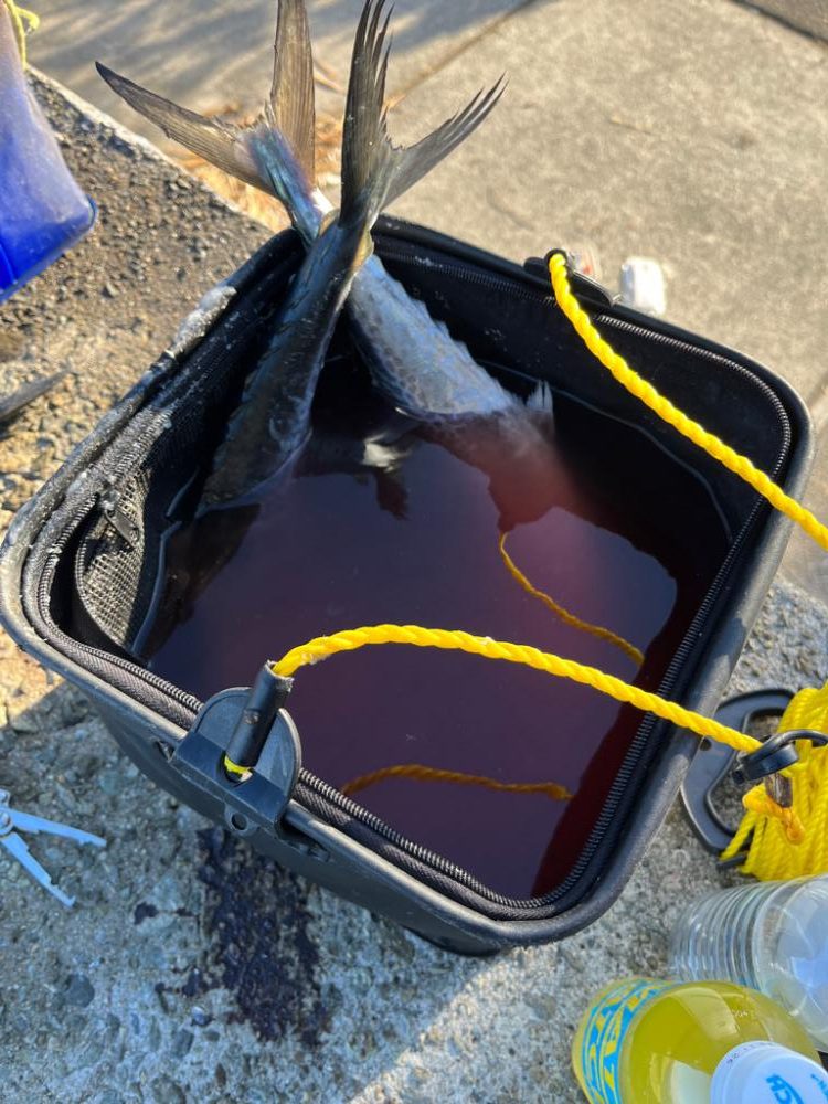 ショアジギング