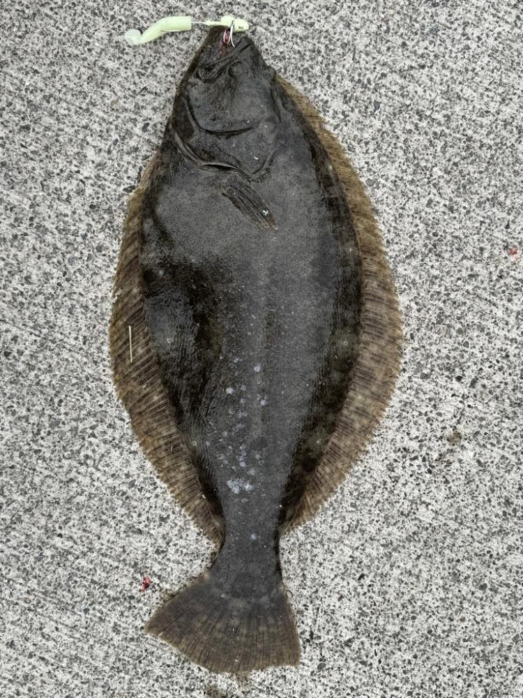 マゴチとヒラメ