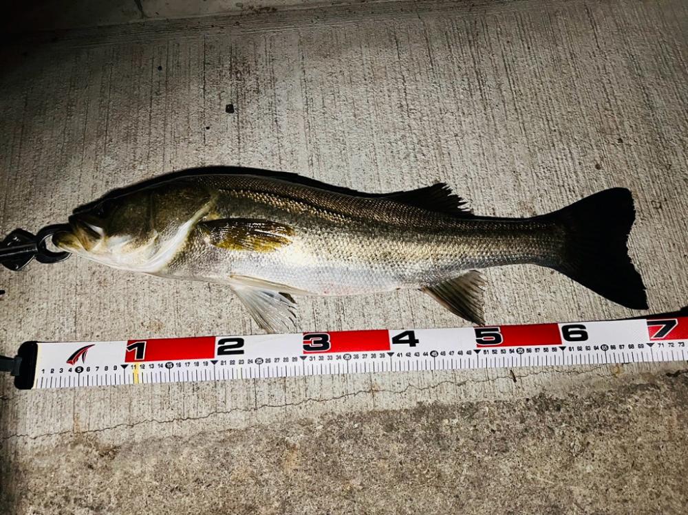 ナイスサイズ揃い