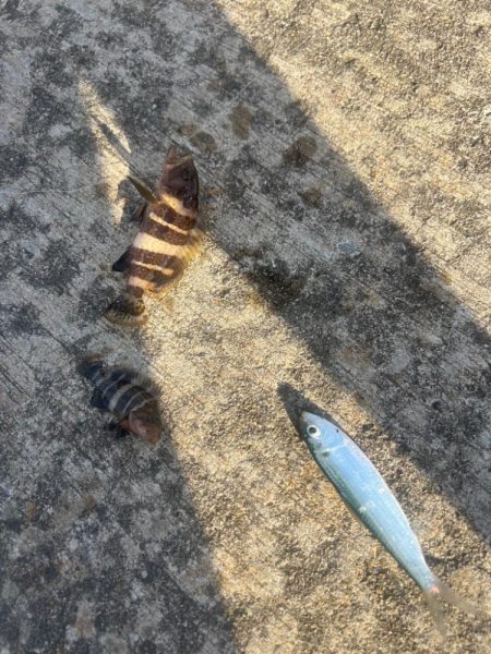 子供達とサビキ