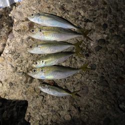 アジングでサゴシ