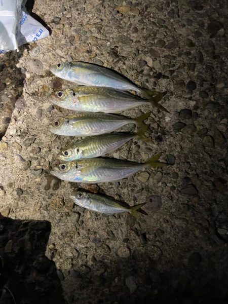 アジングでサゴシ