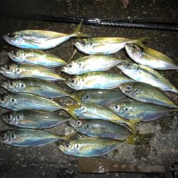 花火前のアジング