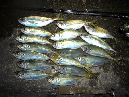 花火前のアジング