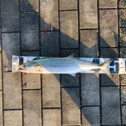 ダラダラ長潮。青牙1本。。