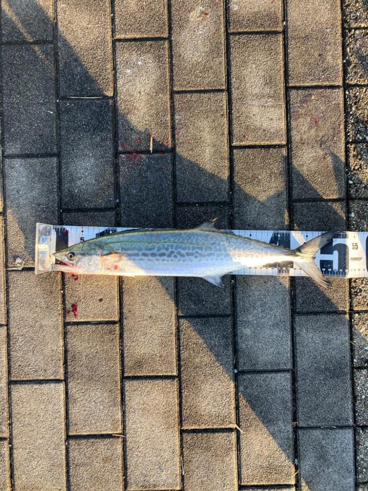 ダラダラ長潮。青牙1本。。