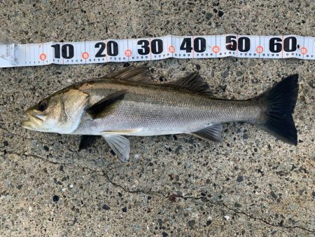 朝マヅメシーバス